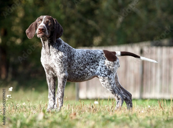 Obraz german shorthaired pointer, german kurtshaar one brown spotted puppy standing on a green grass on the field, a small cute dog, full length photo, stretched out gracefully, tensed, background trees 