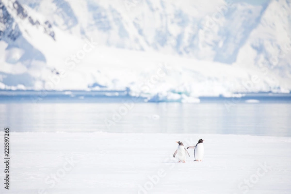 Obraz penguin in the arctic