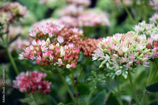 Obraz Milkweed Flowers