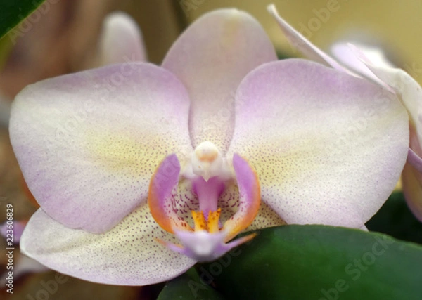 Obraz Orchid
