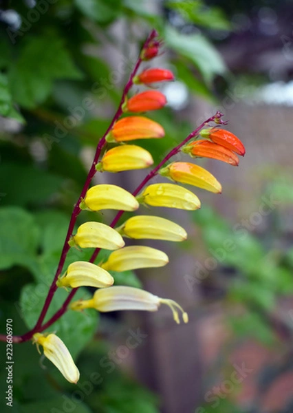 Obraz Red Orange Yellow Flower