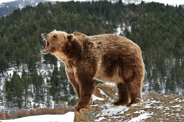 Fototapeta Angry Grizzly Bear on Rocks