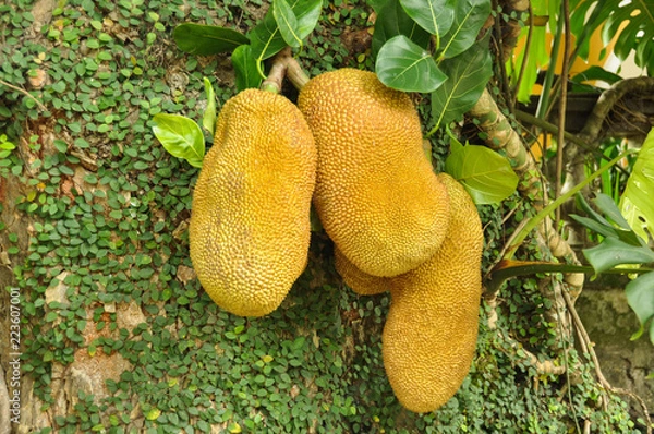 Obraz Jackfruits in Rio de Janeiro