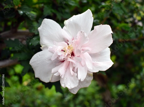 Obraz Pink Flower Blossom