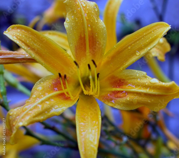 Obraz Yellow Lily