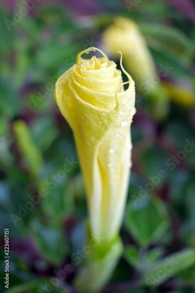 Obraz Yellow Flower in Raindrops
