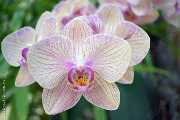 Obraz Orchids
