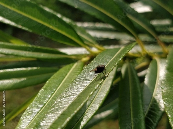 Obraz Fliege am Blatt
