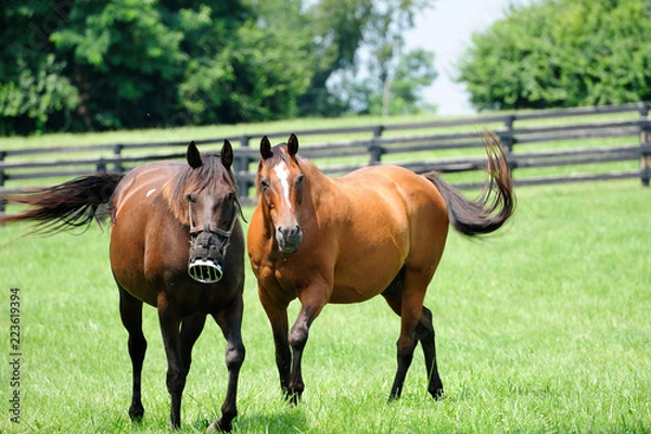 Obraz Thoroughbred Horses