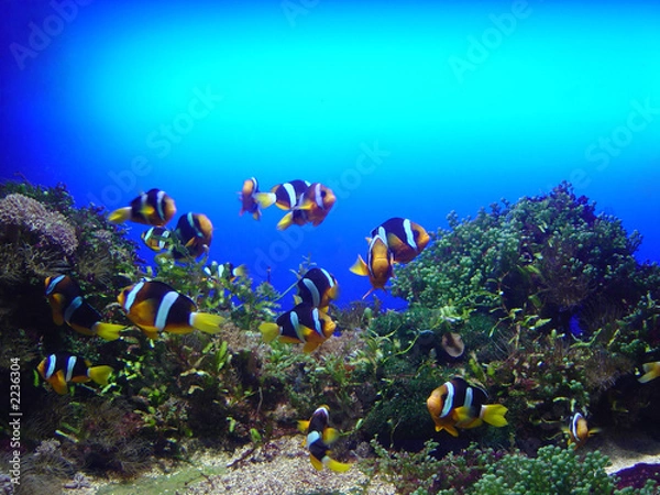 Obraz anemonenfische