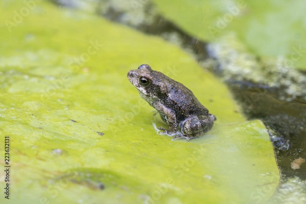 Obraz Sapo sobre charco