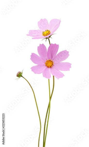 Obraz cosmos flower