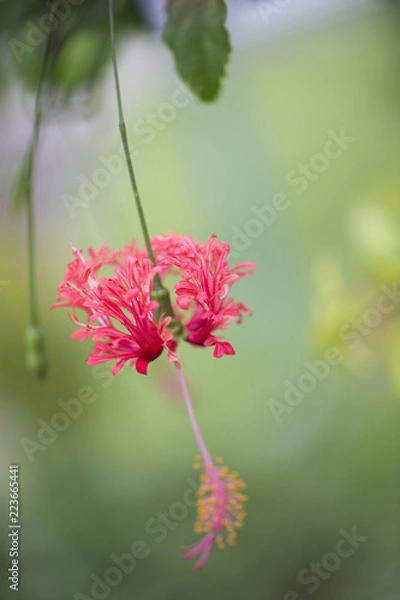 Obraz Red Hibiscus