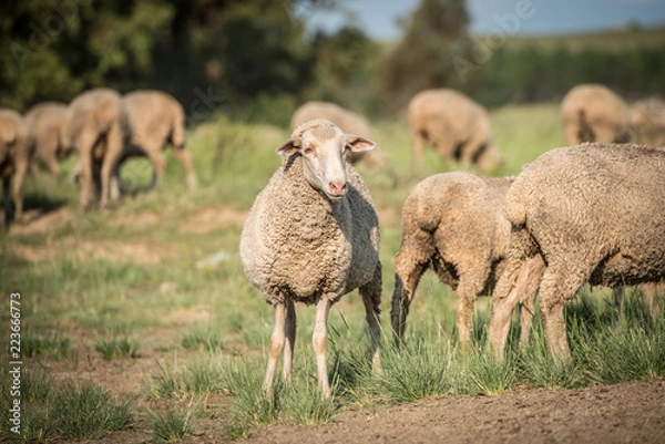 Obraz Merino Sheep