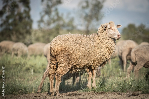 Obraz Merino Sheep