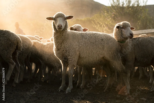 Obraz Merino Sheep