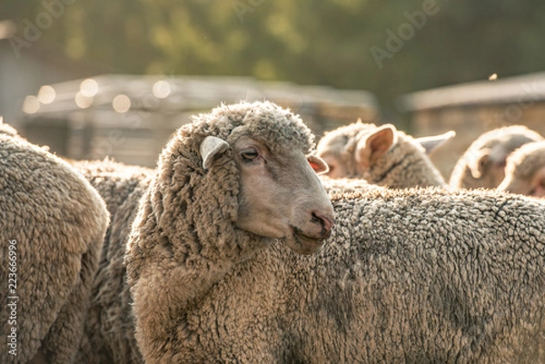 Obraz Merino Sheep