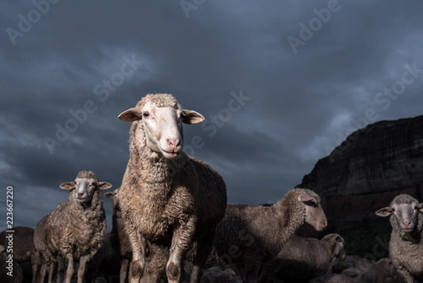 Obraz Merino Sheep