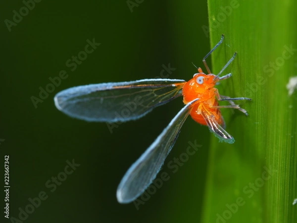 Obraz アカハネナガウンカ