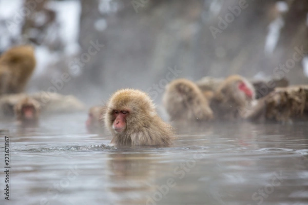 Obraz macaque monkey in a bath in japan