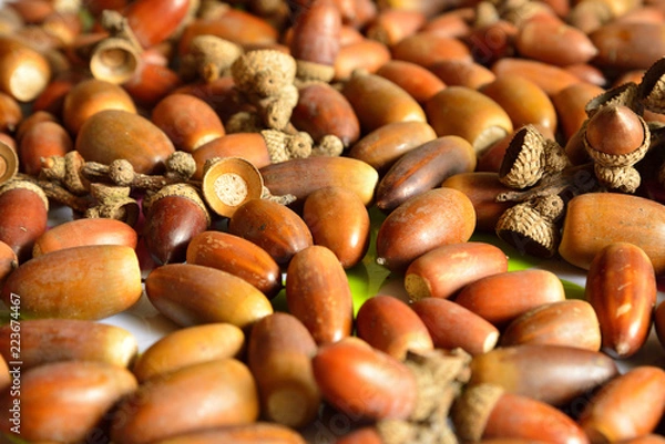 Fototapeta たくさんのどんぐり