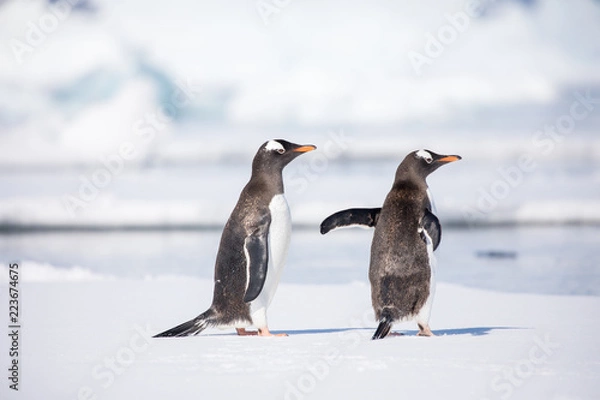 Obraz penguin in the arctic