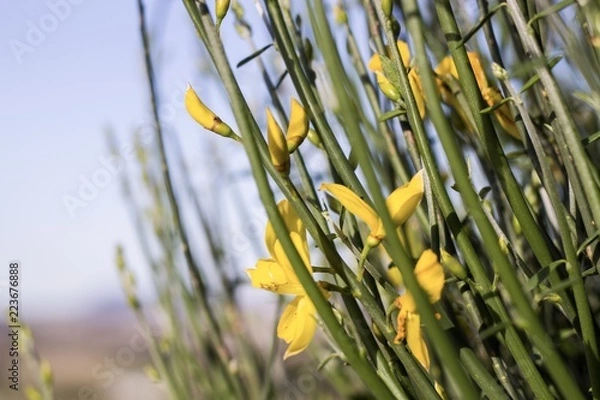 Obraz Flores amarillas