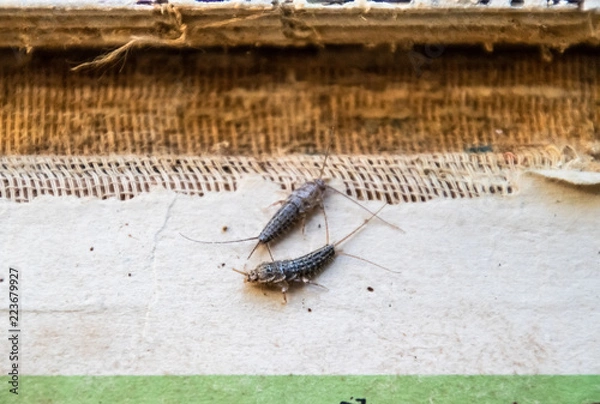 Fototapeta silverfish thermobia near the binding of an old book. Insect feeding on paper - silverfish, lepisma. Pest books and newspapers.