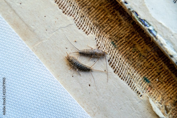 Fototapeta Termobia srebrne w pobliżu wiązania starej książki. Karmienie owadów na papierze - Silverfish, Lepisma. Książki i gazety.