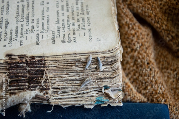Fototapeta Silverfish three pieces on the torn cover of an old book. Insect feeding on paper - silverfish. Pest books and newspapers.