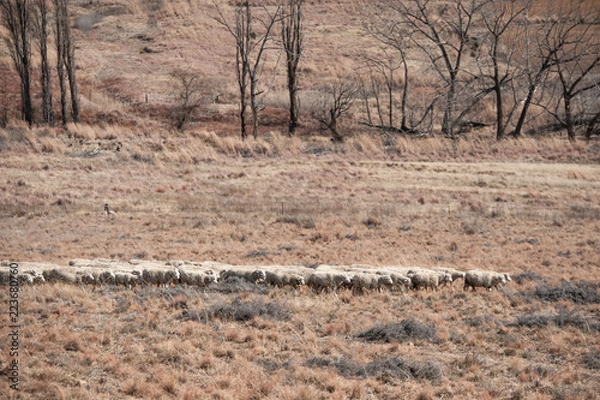 Obraz sheep farm