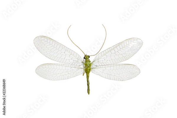 Obraz Green Lacewing