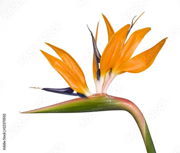 Fototapeta Strelizien