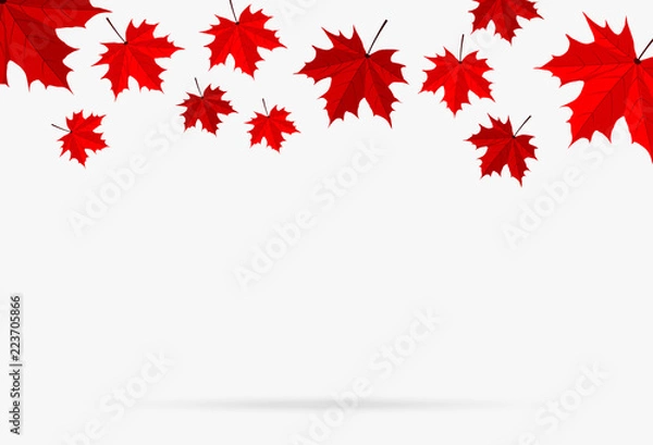Fototapeta autumn red maple leaf fall isolated on white background