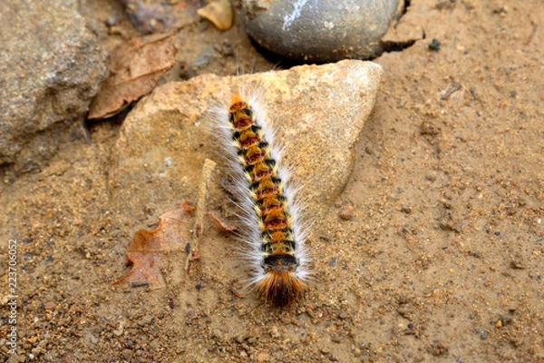 Fototapeta A pine processionary (Thaumetopoea pityocampa) caterpillar on a rock