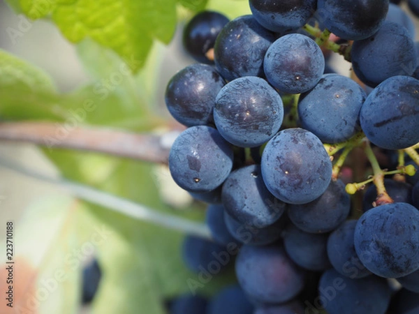 Obraz OLYMPUS DIGITAL CAMERA