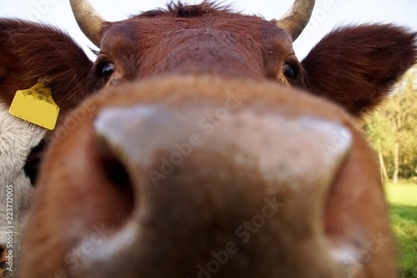 Fototapeta cow