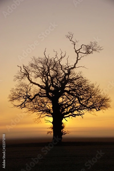 Fototapeta sunrise tree