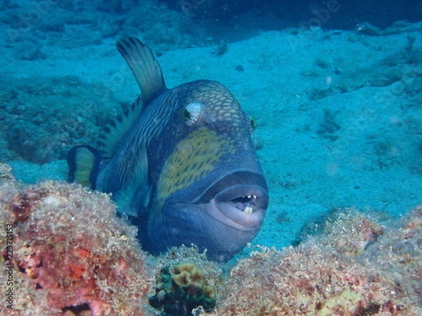 Obraz ゴマモンガラ