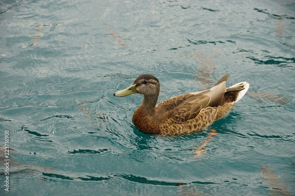 Fototapeta duck
