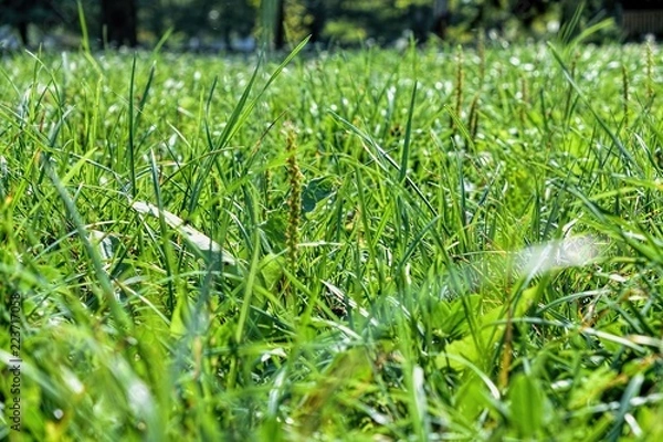 Obraz green grass with water drops