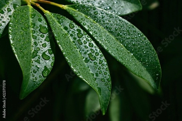 Obraz green leaf with water drops
