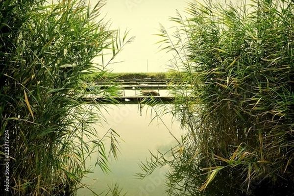 Obraz pond in the forest