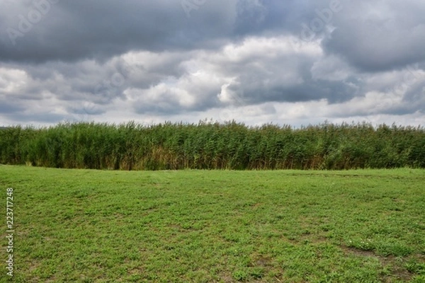 Obraz field of green grass and blue sky