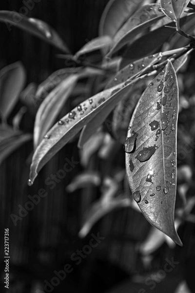 Obraz BW leaves waterdrops