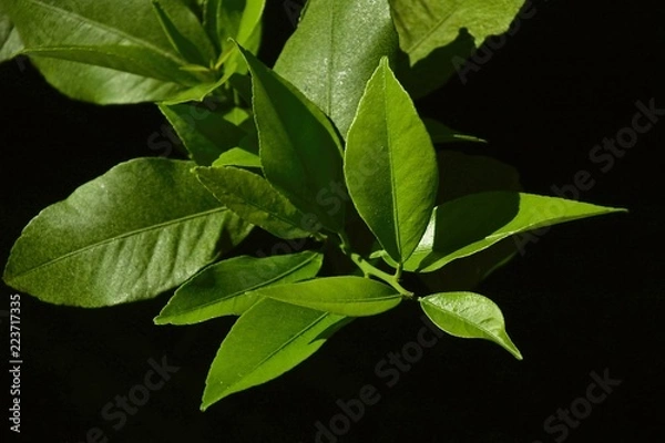 Obraz green leaves of tree