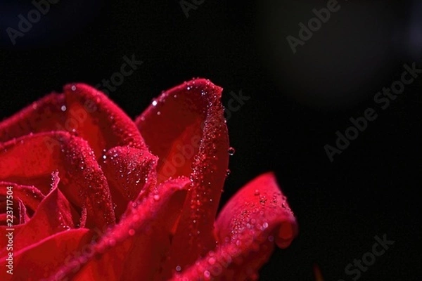Obraz red rose with water drops