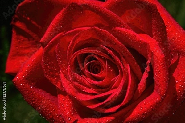 Obraz red rose with water drops