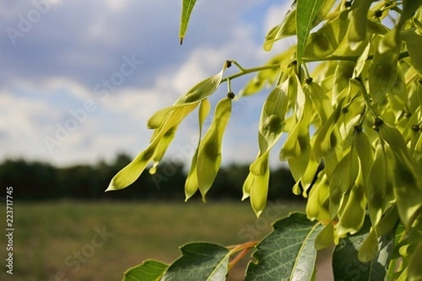 Obraz green leaves of tree