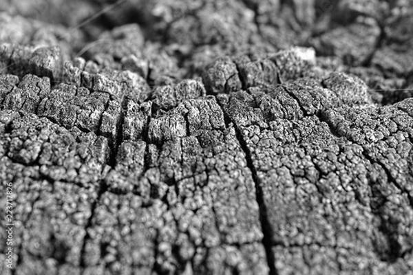 Obraz bark of a tree